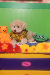 wiggle wiggle × HTH heart logo hoodie(for pets)